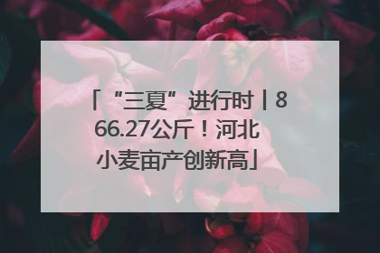 “三夏”进行时丨866.27公斤！河北小麦亩产创新高