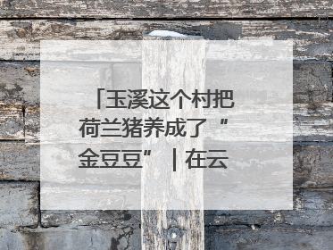 玉溪这个村把荷兰猪养成了“金豆豆”｜在云南样样好