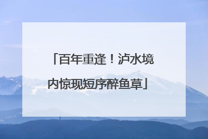 百年重逢！泸水境内惊现短序醉鱼草