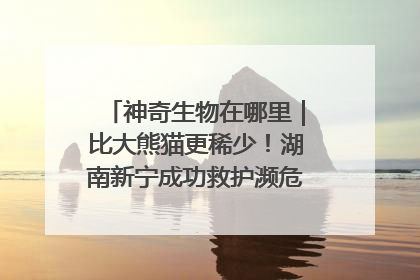神奇生物在哪里｜比大熊猫更稀少！湖南新宁成功救护濒危鸟类海南鳽