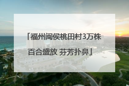 福州闽侯桃田村3万株百合盛放 芬芳扑鼻
