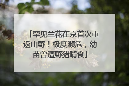 罕见兰花在京首次重返山野！极度濒危，幼苗曾遭野猪啃食