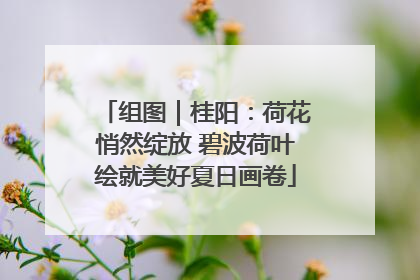 组图｜桂阳：荷花悄然绽放 碧波荷叶绘就美好夏日画卷