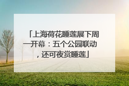上海荷花睡莲展下周一开幕：五个公园联动，还可夜赏睡莲