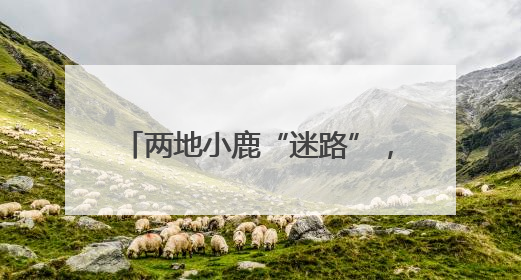 两地小鹿“迷路”，警民携手放归山林