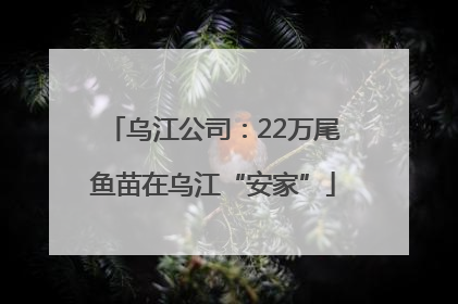 乌江公司：22万尾鱼苗在乌江“安家”