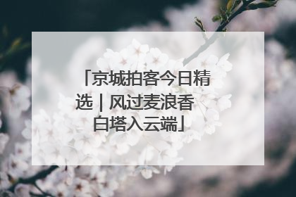 京城拍客今日精选｜风过麦浪香 白塔入云端