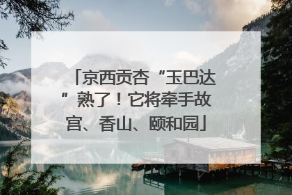 京西贡杏“玉巴达”熟了！它将牵手故宫、香山、颐和园