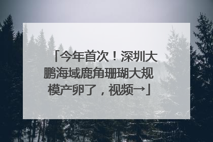 今年首次！深圳大鹏海域鹿角珊瑚大规模产卵了，视频→