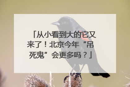 从小看到大的它又来了！北京今年“吊死鬼”会更多吗？