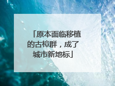 原本面临移植的古樟群，成了城市新地标