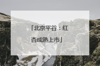 北京平谷：红杏成熟上市