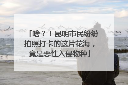 啥？！昆明市民纷纷拍照打卡的这片花海，竟是恶性入侵物种