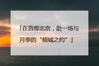 在首都北京，赴一场与月季的“倾城之约”