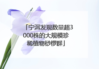 宁洱发现数量超3000株的大规模珍稀植物桫椤群