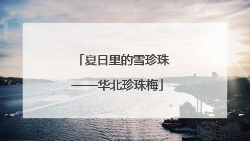 夏日里的雪珍珠——华北珍珠梅