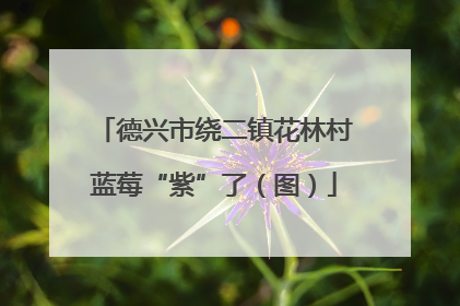 德兴市绕二镇花林村蓝莓“紫”了（图）
