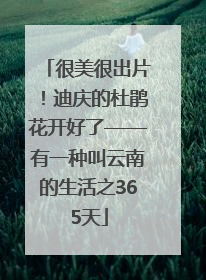 很美很出片！迪庆的杜鹃花开好了——有一种叫云南的生活之365天