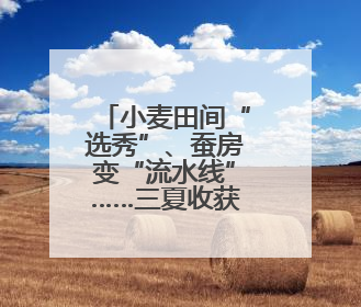 小麦田间“选秀”、蚕房变“流水线”……三夏收获正在进行