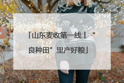 山东麦收第一线丨“良种田”里产好粮