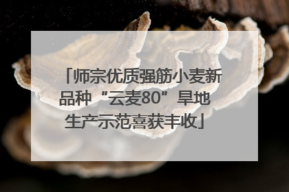 师宗优质强筋小麦新品种“云麦80”旱地生产示范喜获丰收