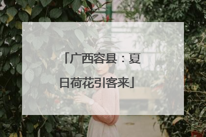 广西容县：夏日荷花引客来