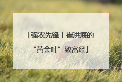 强农先锋丨崔洪海的“黄金叶”致富经