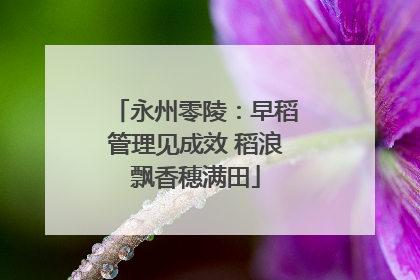 永州零陵：早稻管理见成效 稻浪飘香穗满田