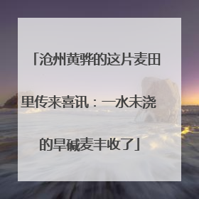沧州黄骅的这片麦田里传来喜讯：一水未浇的旱碱麦丰收了