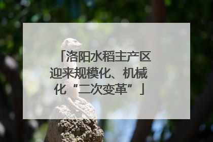 洛阳水稻主产区迎来规模化、机械化“二次变革”