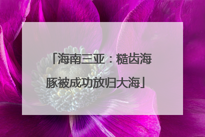 海南三亚：糙齿海豚被成功放归大海