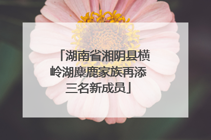 湖南省湘阴县横岭湖麋鹿家族再添三名新成员
