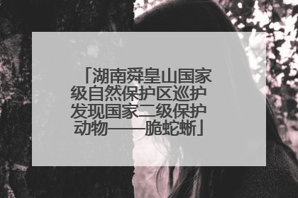 湖南舜皇山国家级自然保护区巡护发现国家二级保护动物——脆蛇蜥