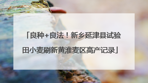 良种+良法！新乡延津县试验田小麦刷新黄淮麦区高产记录