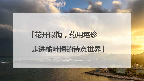 花开似梅，药用堪珍——走进榆叶梅的诗意世界