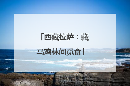 西藏拉萨：藏马鸡林间觅食