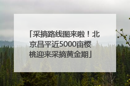 采摘路线图来啦！北京昌平近5000亩樱桃迎来采摘黄金期