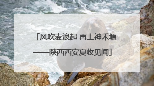 风吹麦浪起 再上神禾塬——陕西西安夏收见闻