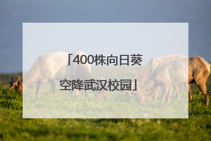 400株向日葵空降武汉校园